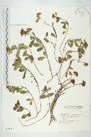 藏品(穗花八寶)的圖片