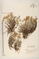 藏品(玉山薄雪草)的圖片