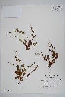 藏品(南湖附地草)的圖片