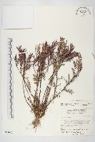 藏品(臺灣山芥菜)的圖片