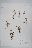 藏品(南湖附地草)的圖片