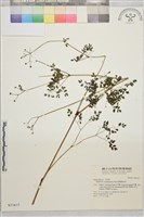 藏品(密葉唐松草)的圖片
