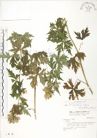 藏品(臺灣烏頭)的圖片