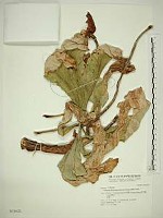 藏品(臺灣天南星)的圖片