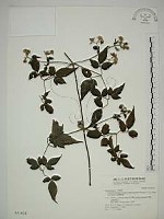 藏品(巴氏鐵線蓮)的圖片