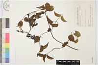 藏品(小蓑衣藤)的圖片