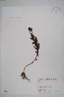 藏品()的圖片