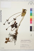 藏品(雲南金蓮花)的圖片