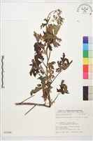 藏品(擬螺距翠雀花)的圖片