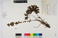 藏品(短距烏頭)的圖片