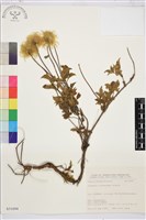 藏品(金毛鐵線蓮)的圖片