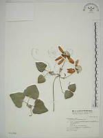 藏品(屏東鐵線蓮)的圖片