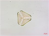 藏品(大花忍冬葉桑寄生)的圖片