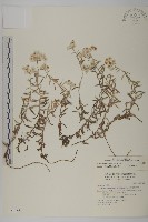 藏品(玉山抱莖籟簫)的圖片