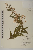 藏品(臺灣馬蘭)的圖片