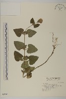 藏品(紫花霍香薊)的圖片