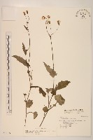 藏品(紫背草)的圖片