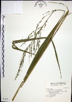 藏品(棕葉狗尾草)的圖片