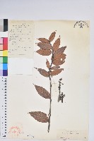 藏品(長圓葉樹蘿蔔)的圖片