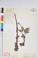 藏品(長圓葉樹蘿蔔)的圖片