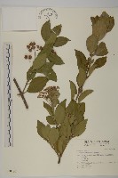 藏品(黃背越橘)的圖片