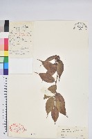 藏品(尾葉越橘)的圖片