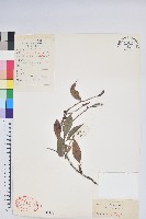 藏品(長穗越橘)的圖片