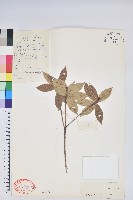 藏品(白花越橘)的圖片