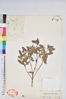 藏品(柳條杜鵑)的圖片