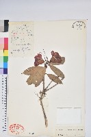 藏品(光柱杜鵑)的圖片