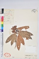 藏品(光柱杜鵑)的圖片