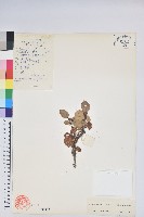 藏品(黃花泡葉杜鵑)的圖片