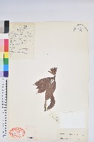 藏品(菱形葉杜鵑)的圖片