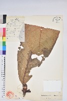 藏品(魁首杜鵑)的圖片