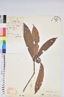 藏品(貢山杜鵑)的圖片