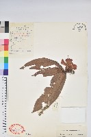 藏品(貢山杜鵑)的圖片