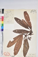 藏品(錦毛房杜鵑)的圖片