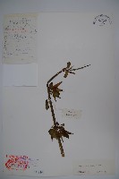 藏品(鬼吹簫)的圖片