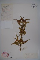 藏品(鬼吹簫)的圖片