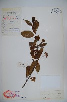 藏品(滇緬莢迷)的圖片