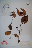 藏品(滇緬莢迷)的圖片