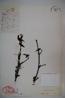 藏品(大花莢迷)的圖片