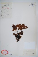 藏品(大花莢迷)的圖片