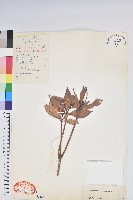 藏品(附生杜鵑)的圖片