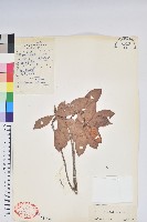 藏品(附生杜鵑)的圖片