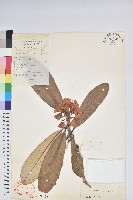 藏品(革葉杜鵑)的圖片