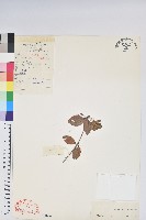 藏品(純黃杜鵑)的圖片