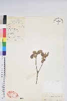 藏品(純黃杜鵑)的圖片