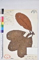 藏品(奪目杜鵑)的圖片