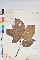 藏品(南燭)的圖片